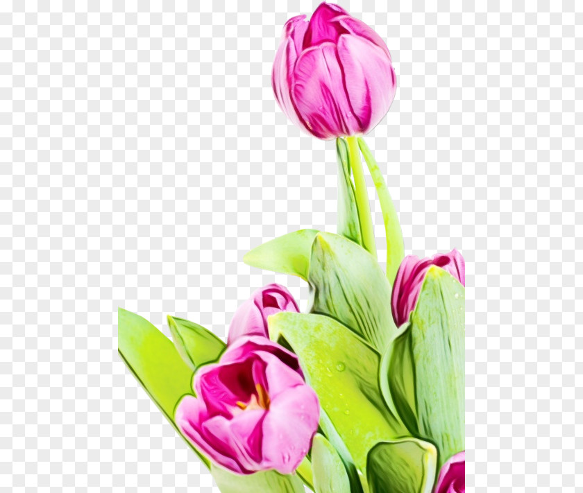 Bud Floristry Flower Tulip Watercolor Painting GIF Super Extended Graphics Array PNG