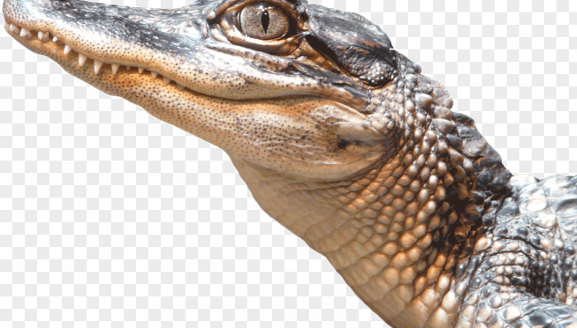Crocodile American Alligator Transparency Image PNG