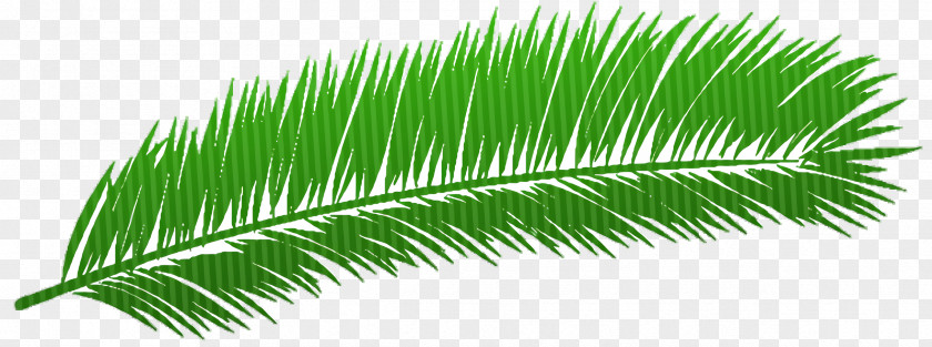 Cycad Vascular Plant Palm Oil Tree PNG