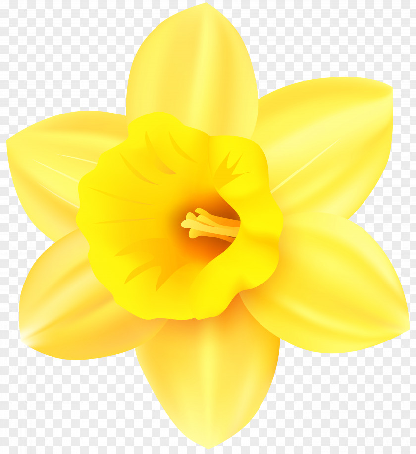Daffodil Transparent Clip Art Image Narcissus Yellow Petal PNG