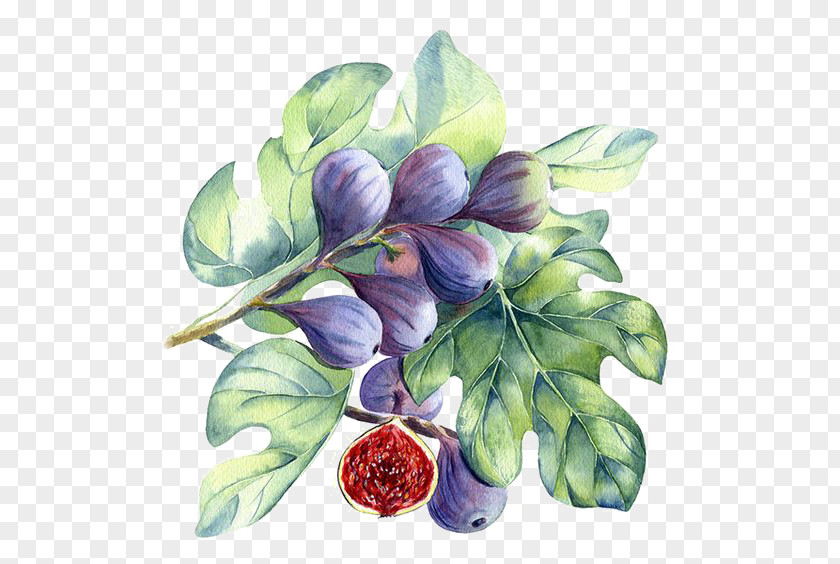 Drawing Berries Watercolor Painting Common Fig PNG