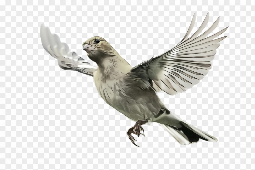 Hummingbird Wildlife Dove Bird PNG