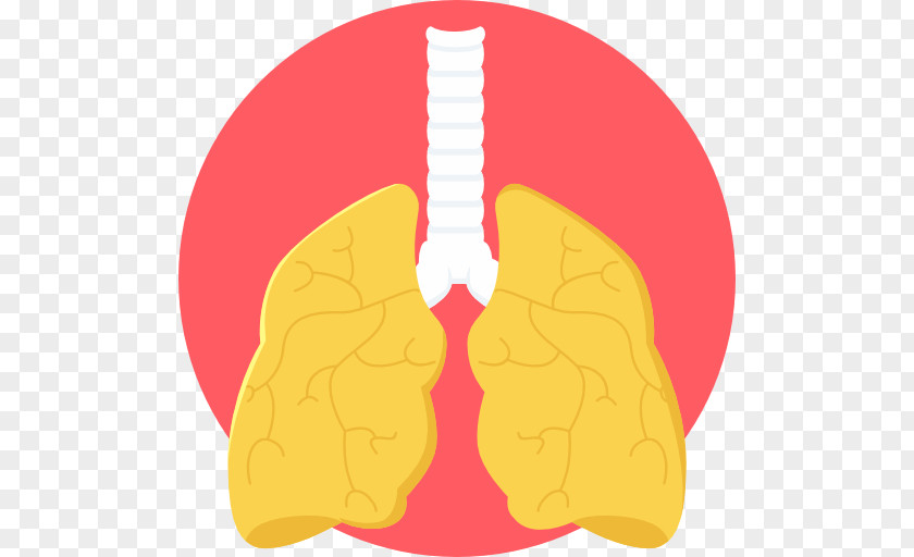 Lung Clip Art PNG