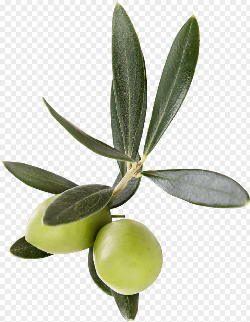 Olive Leaf Plant Flower Family PNG