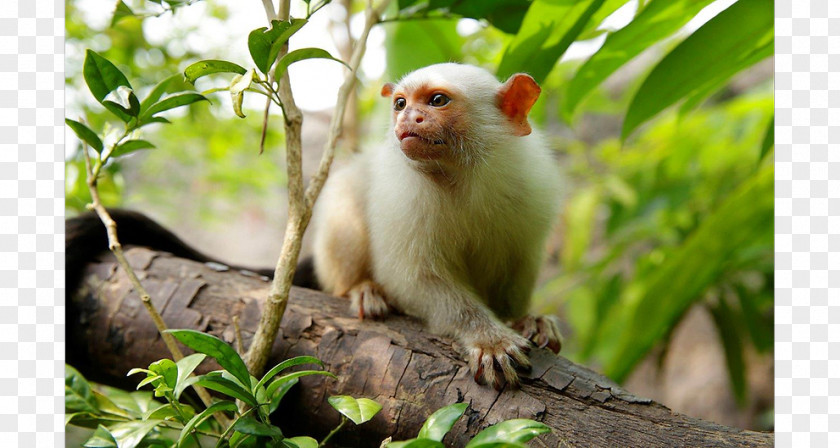 Singapore River Macaque Danio Margaritatus New World Monkeys Marmoset Wildlife PNG