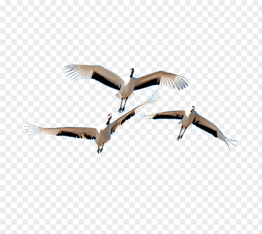 Big Crane Bird Beak Goose Cygnini PNG