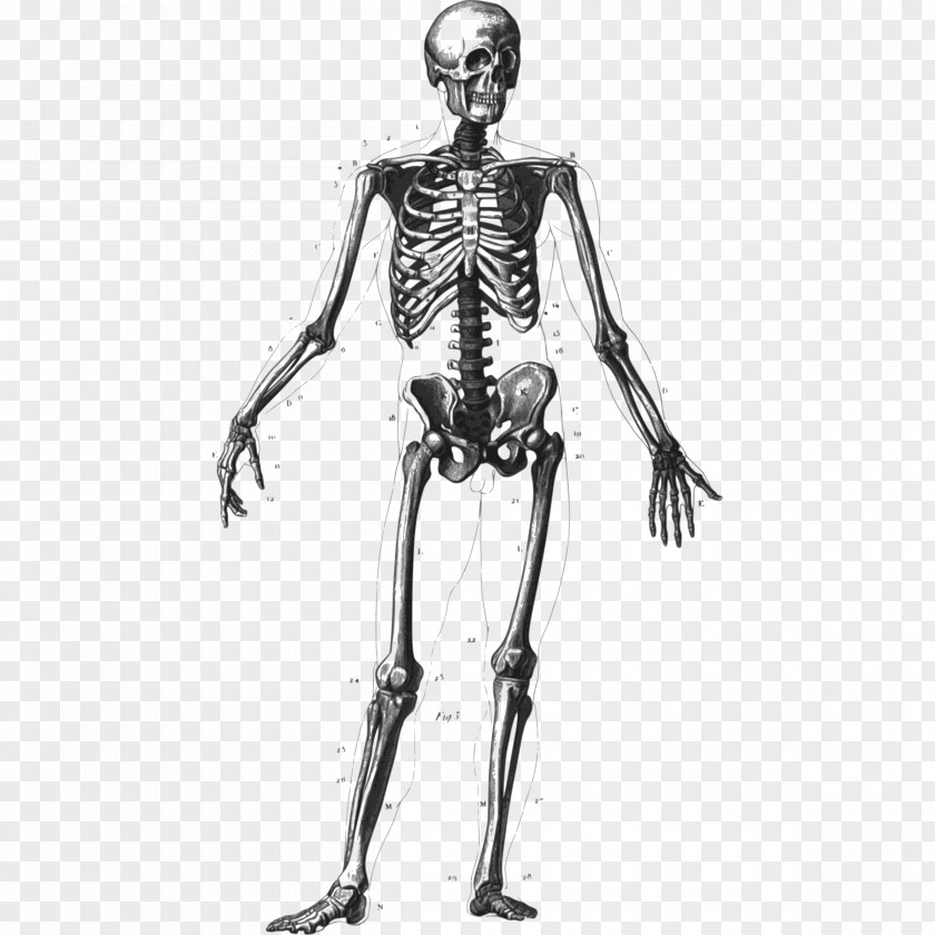 Bones Skeleton Cliparts Human Bone Body Homo Sapiens Anatomy PNG