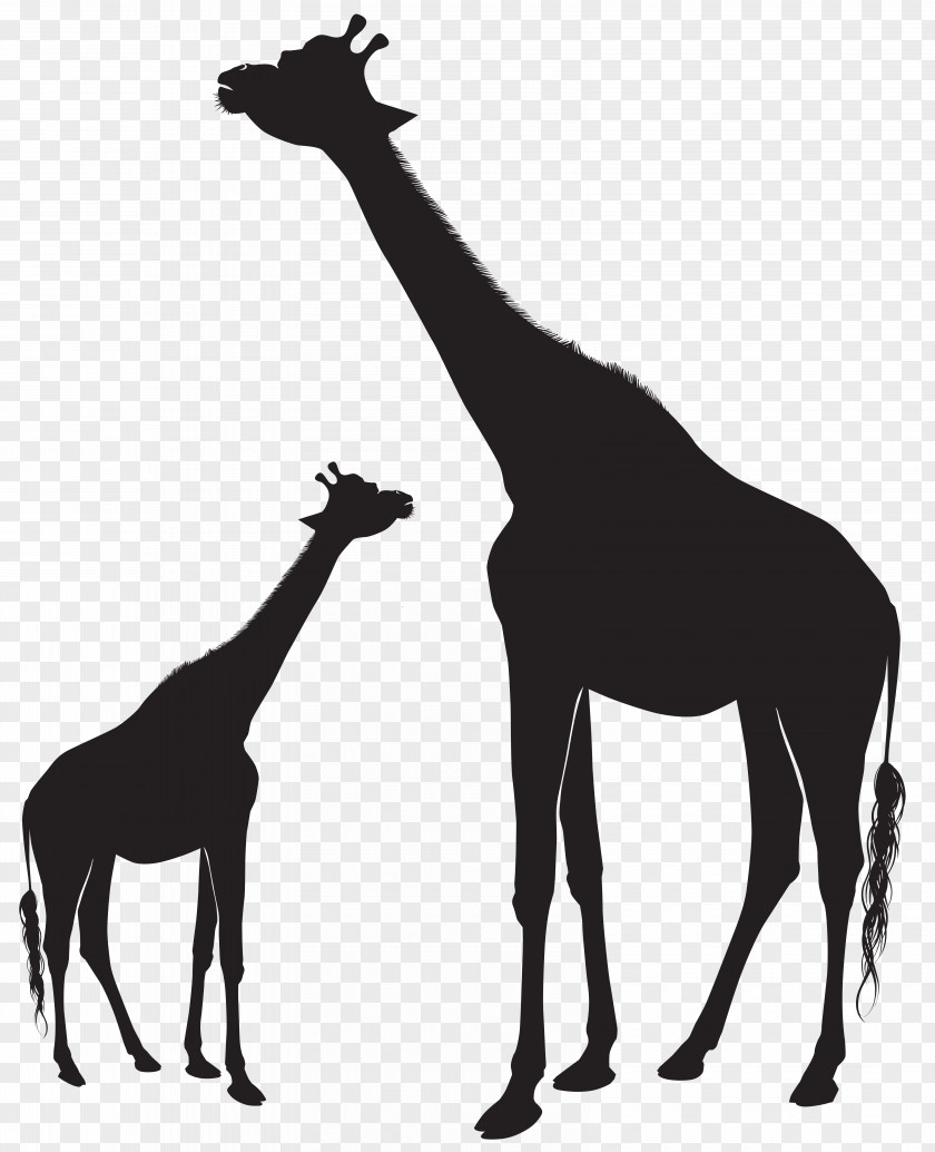Giraffes Silhouette Clip Art Image Giraffe Animal Mammal Horse PNG