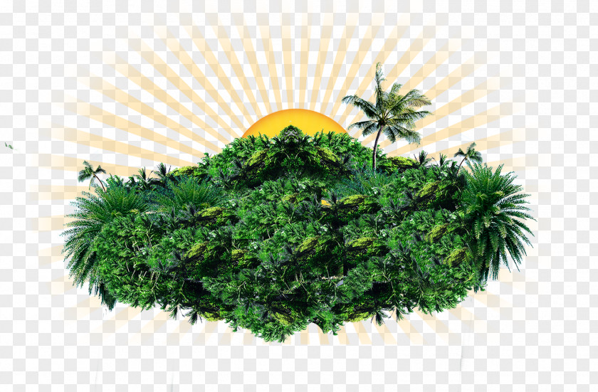 Island Sunrise Layered Elements Tree Coconut PNG