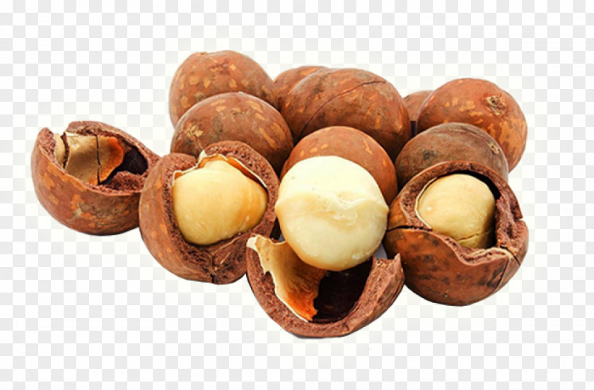 Macadamia Nut Allergy Food Plukenetia Volubilis Seed PNG