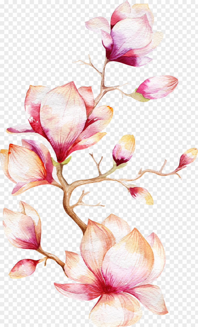 Orchid Tree Watercolor Painting Magnolia Flower PNG