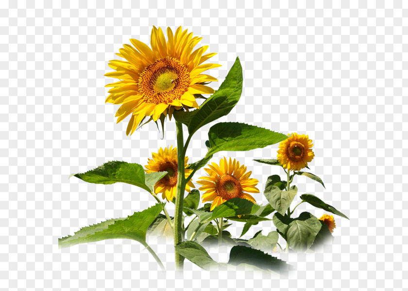 Sunflower Common Travel Service Seed PNG