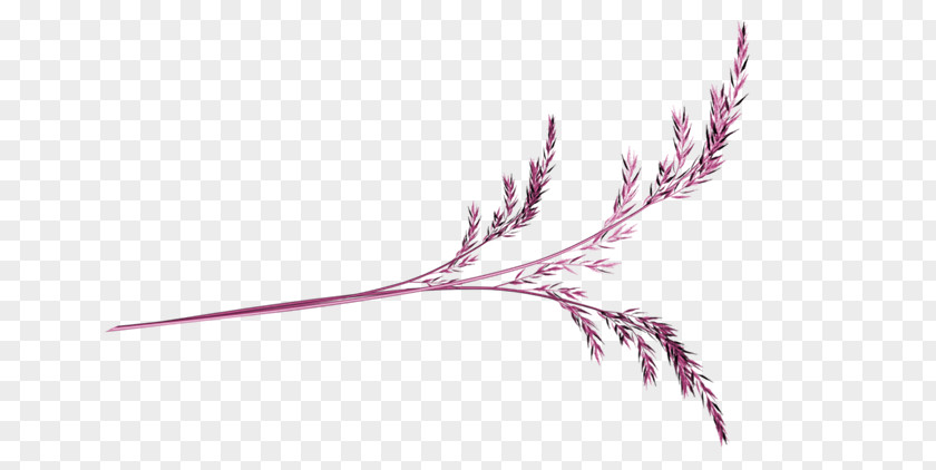 A Purple Wheat Plum Blossom PNG