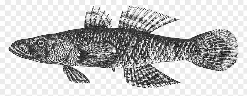 Crazy Fish Eleotridae Oxyeleotris Marmorata Animal PNG