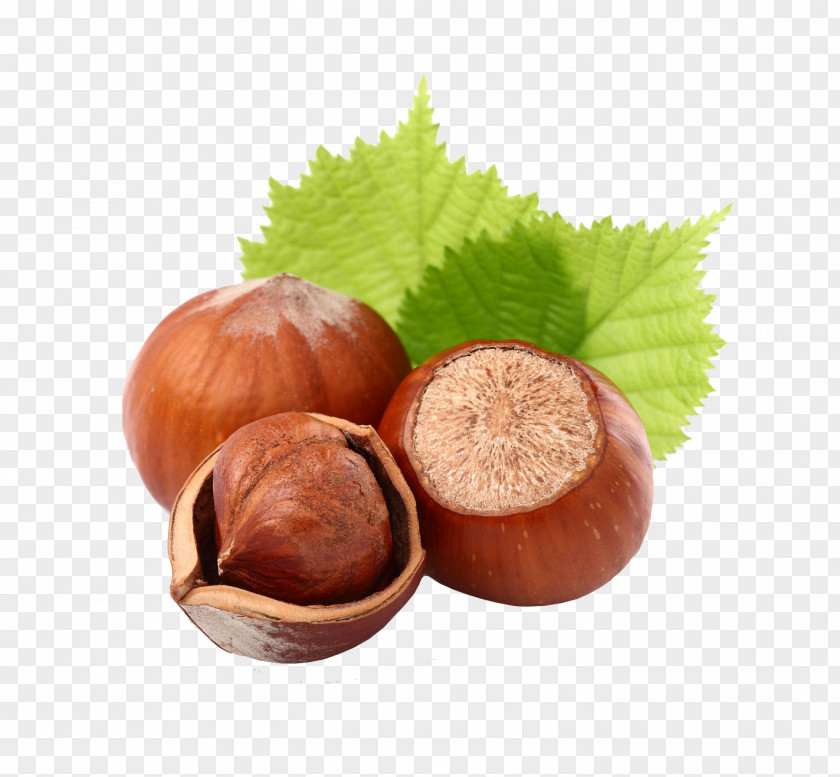 Hazelnut Orzech Fruit Common Hazel PNG