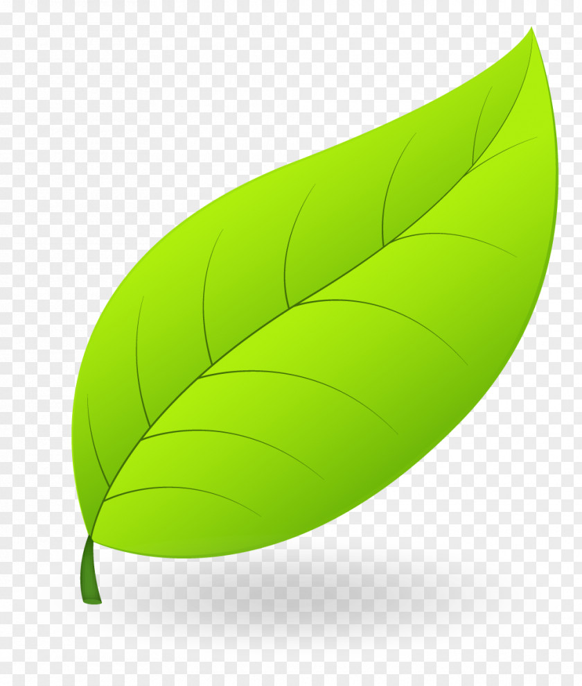 Leaf Product Design PNG