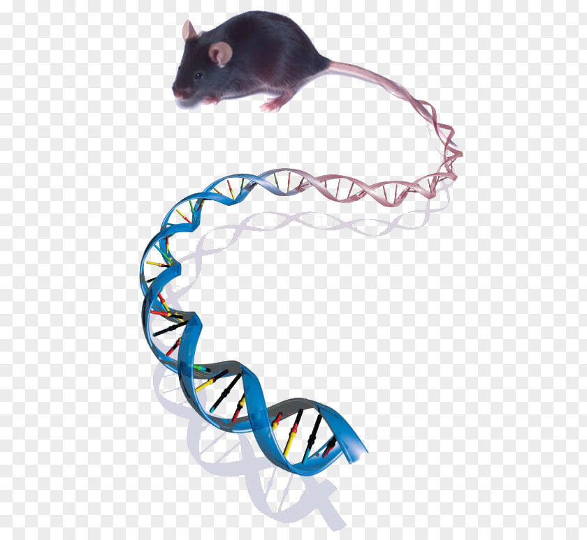 Mouse Genetics Genome Biology PNG