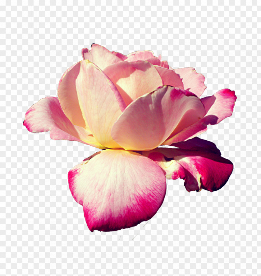 Pink Rose Flowers Centifolia Roses Rendering PNG