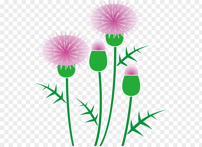 Thistle Cliparts Scotland Milk Clip Art PNG