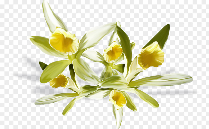 Wildflower Gagea Flower Flowering Plant Yellow Petal PNG