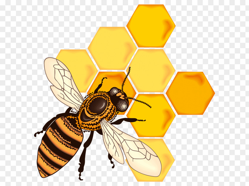 Bees Honey Bee Honeycomb PNG