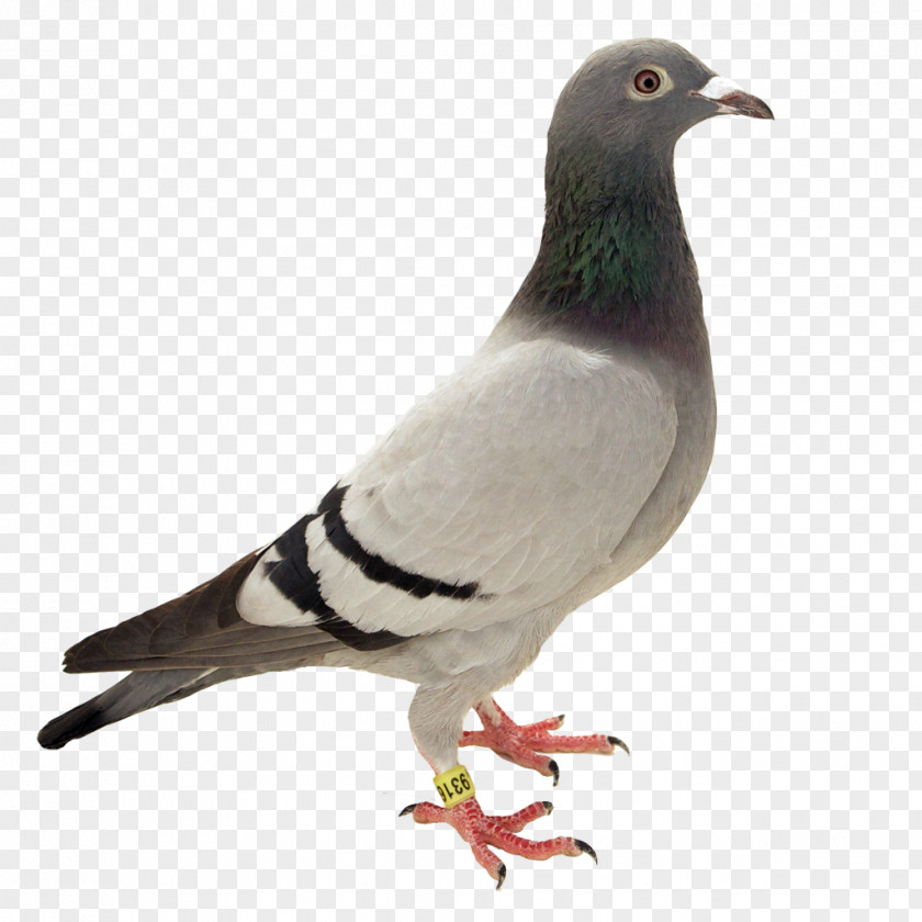 Bird Columbidae Feral Pigeon Racing PNG