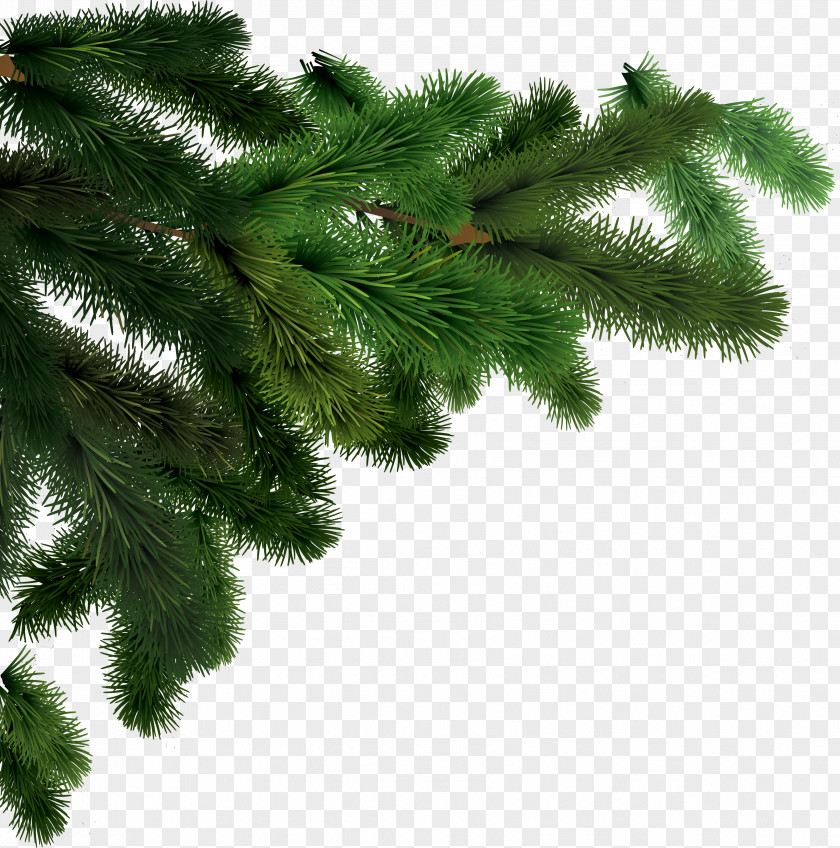 Fir-tree Image Tree Abies Alba Clip Art PNG