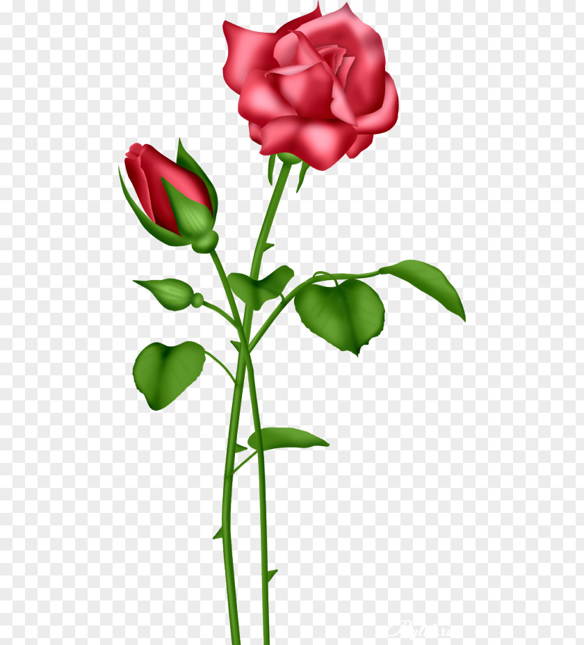 Beautiful Roses Blue Rose Clip Art PNG