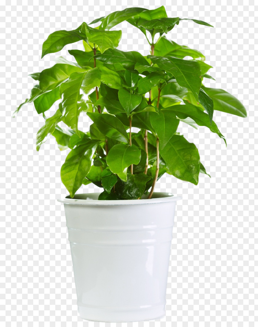Bougainvillea Houseplant Flowerpot Valerian Succulent Plant PNG