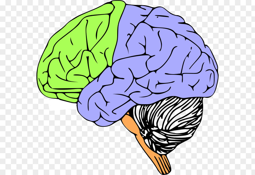 Brain Clip Art Outline Of The Human Vector Graphics PNG