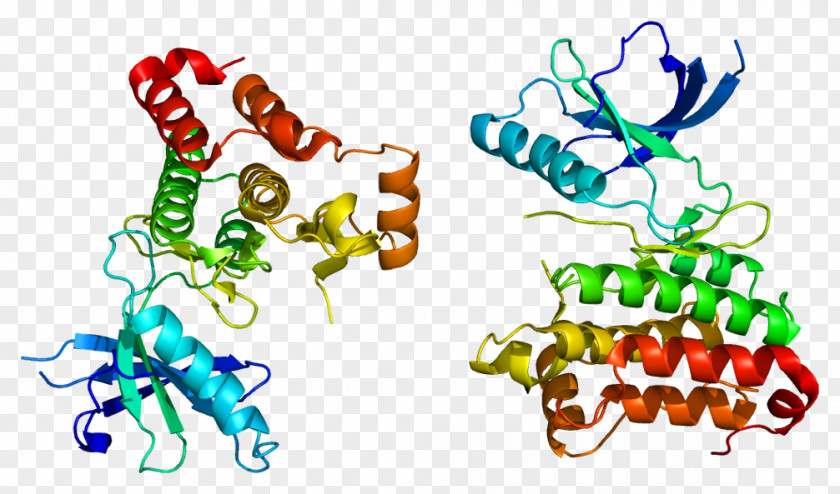 EPH Receptor A2 Ephrin Tyrosine Kinase Protein PNG