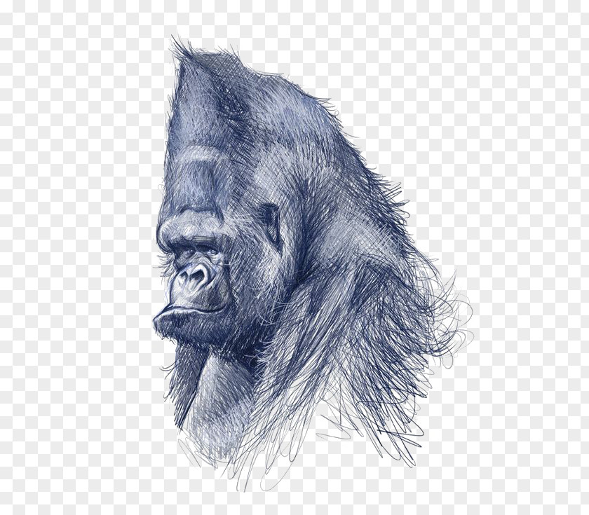 Gorilla Common Chimpanzee Drawing Art Illustration PNG