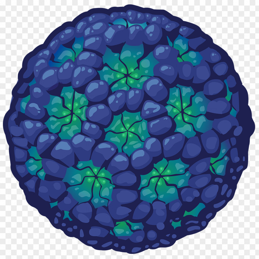 Norovirus Gastroenteritis Infection Disease PNG