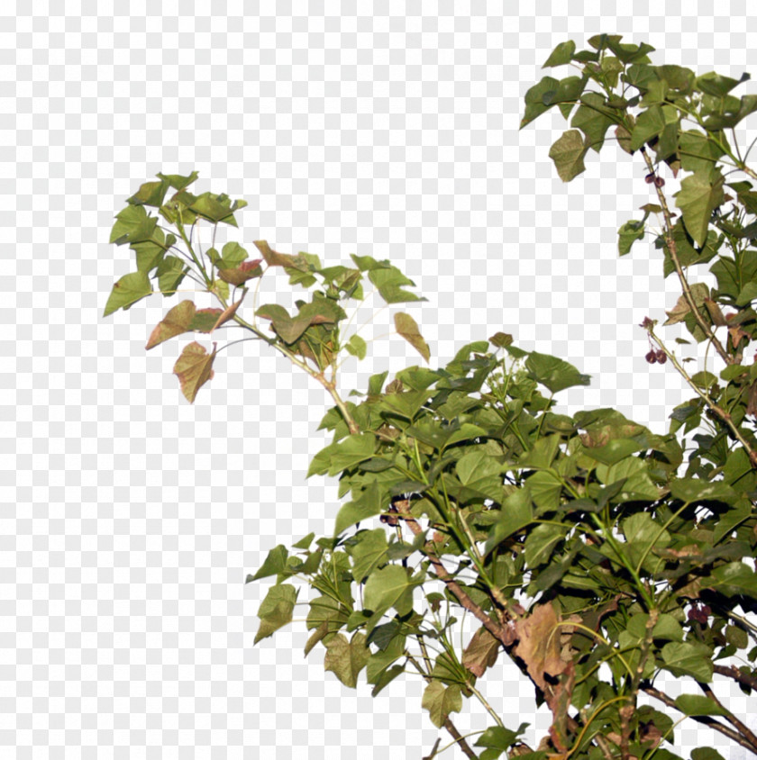 Pohon Jarak Twig Tree Computer File PNG