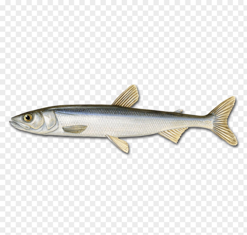 Sardine Bergen Capelin Oily Fish Herring PNG