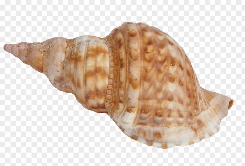 Seashell Charonia Tritonis Conchology Mollusc Shell Snail PNG