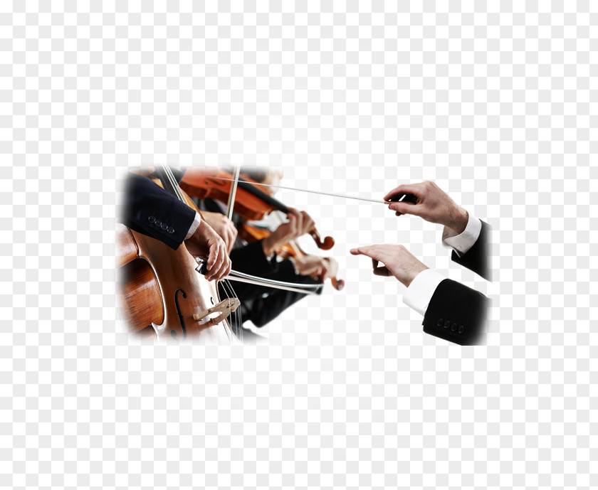Violin Cello Viola Musical Instruments Musician PNG