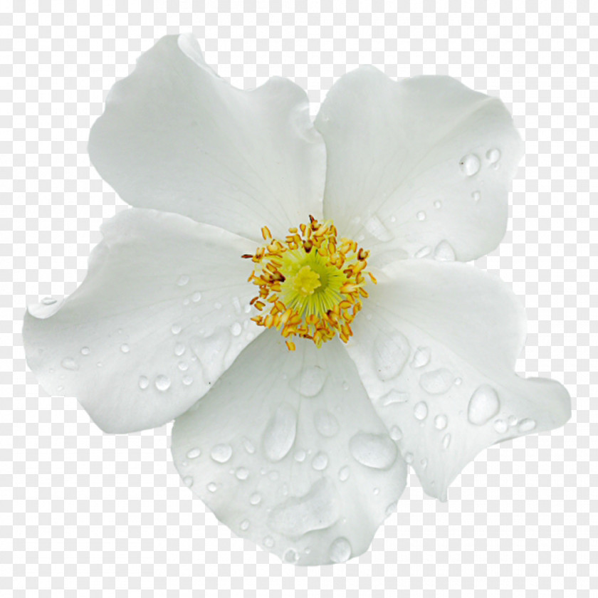 Water Drops On The White Flowers PNG drops on the white flowers clipart PNG