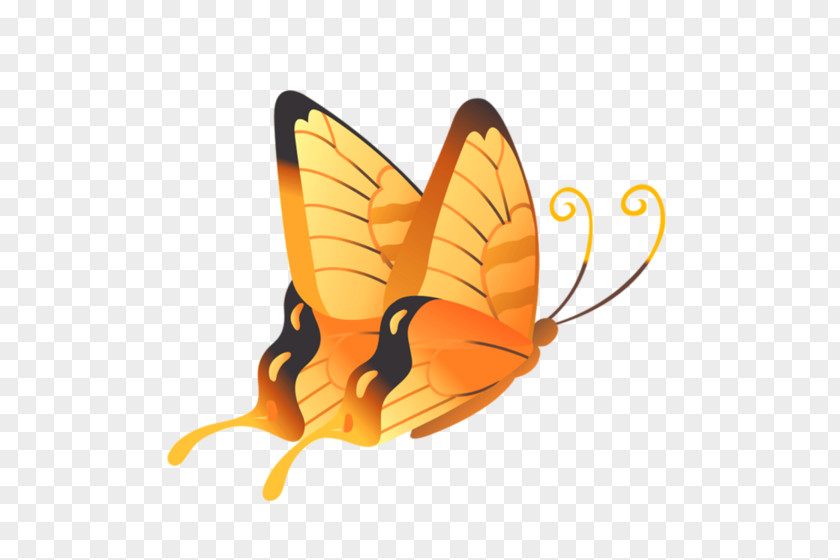 Butterfly Vector Graphics Insect Image PNG
