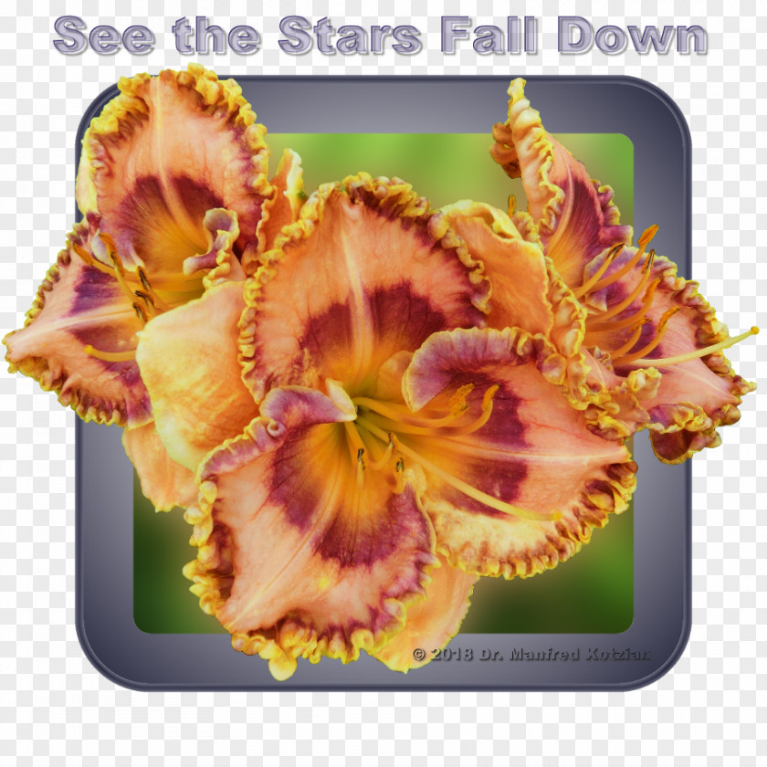View The Stars Daylily Flower Bud Color Star PNG