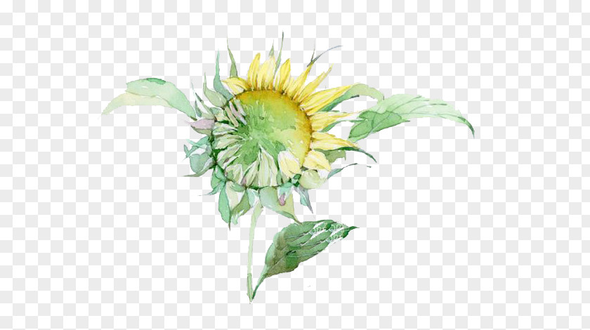 Watercolor Sunflower Painting PNG
