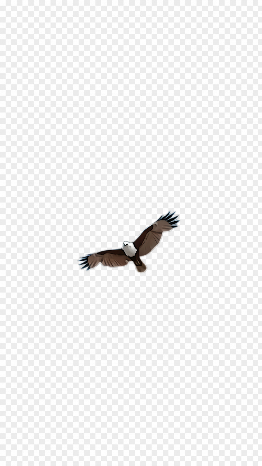 Wildlife Tail Bird Eagle Of Prey Wing Beak PNG