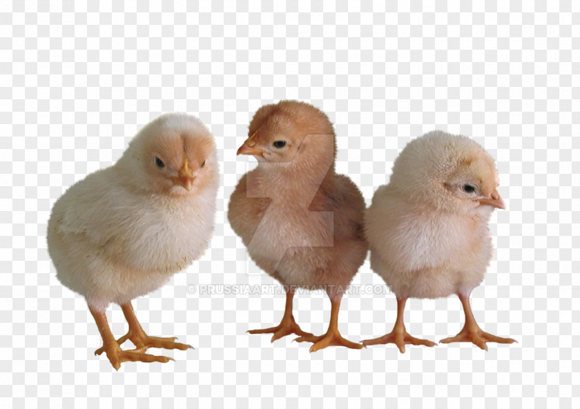 Chicken Livestock Bird PNG