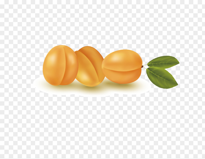 Fruit,apricot Apricot Euclidean Vector Auglis PNG