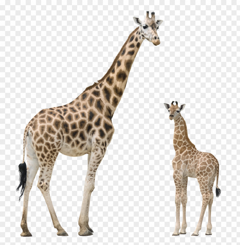 Giraffe Pixabay Illustration PNG