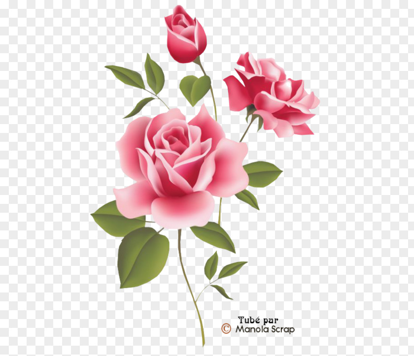 Rose Pink Flowers Clip Art Floral Design PNG