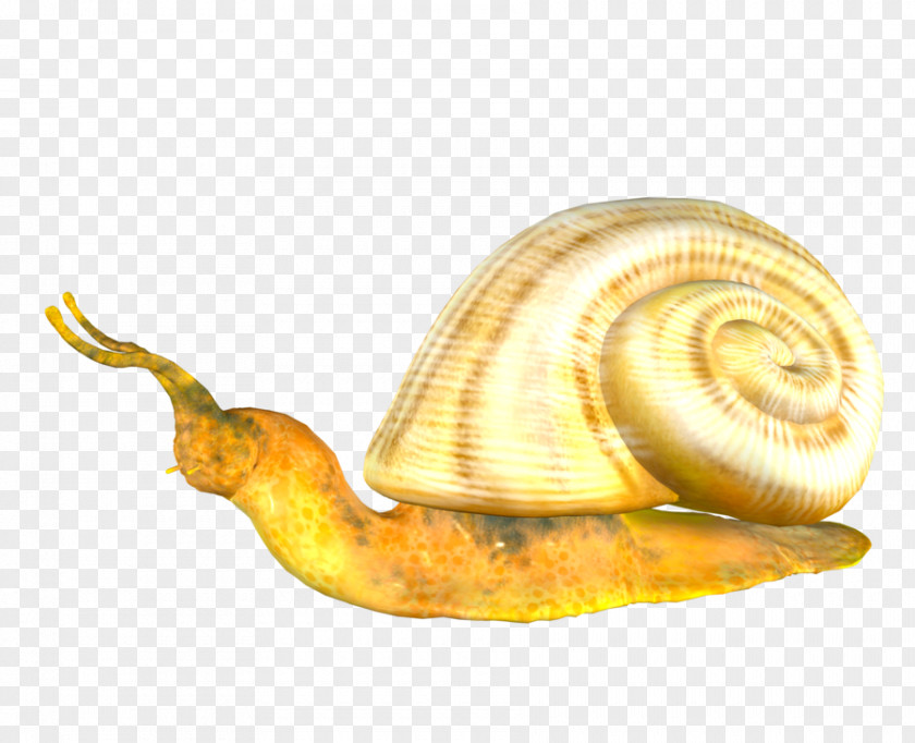 Snail Pond Snails Image Clip Art PNG
