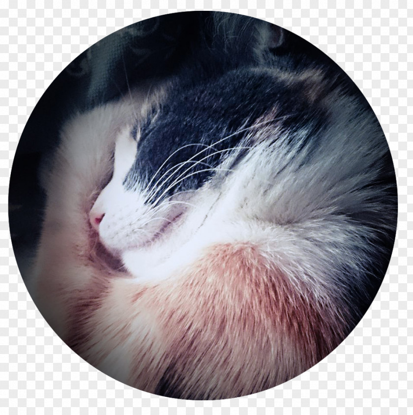 Ferret Whiskers Fur Snout Close-up PNG