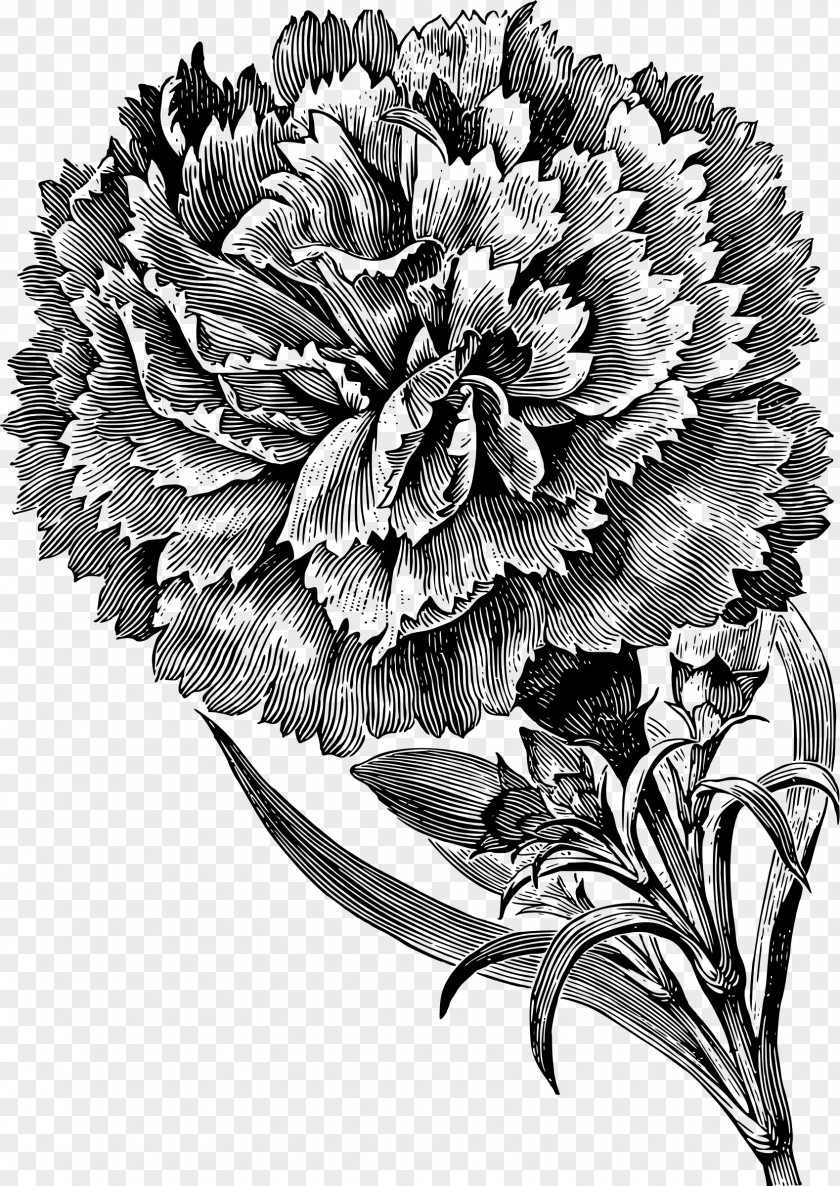 Flower Black And White Rose Drawing Carnation Clip Art PNG