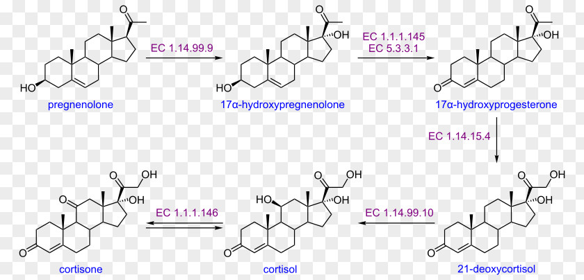 Fusarium Oxysporum Androstenedione Steroid Testolactone Point PNG